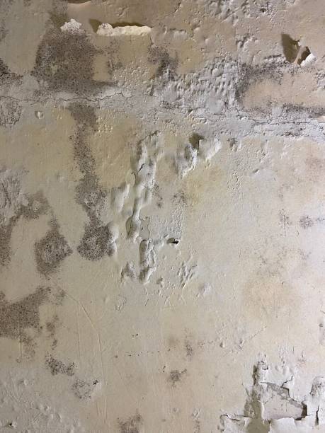 Best Residential Mold Remediation in Walnut Hill, TN