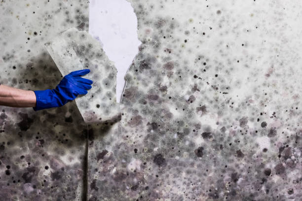 Best Preventive Mold Services in Walnut Hill, TN