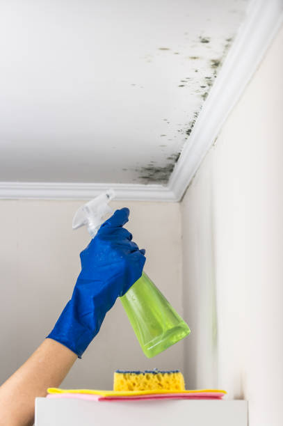 Best Basement Mold Remediation in Walnut Hill, TN