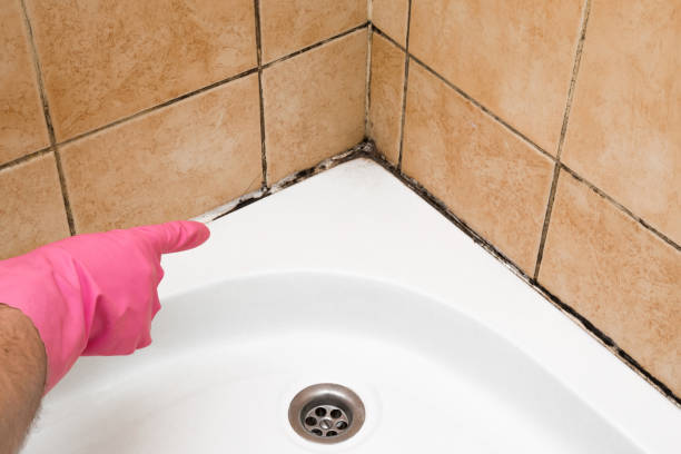 Best Health and Safety Mold Remediation in Walnut Hill, TN